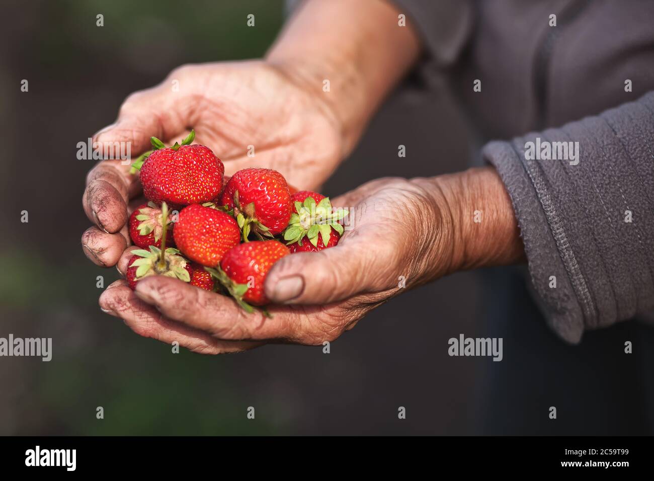 elderly woman senior holding freshly picked strawberries in a hand ...