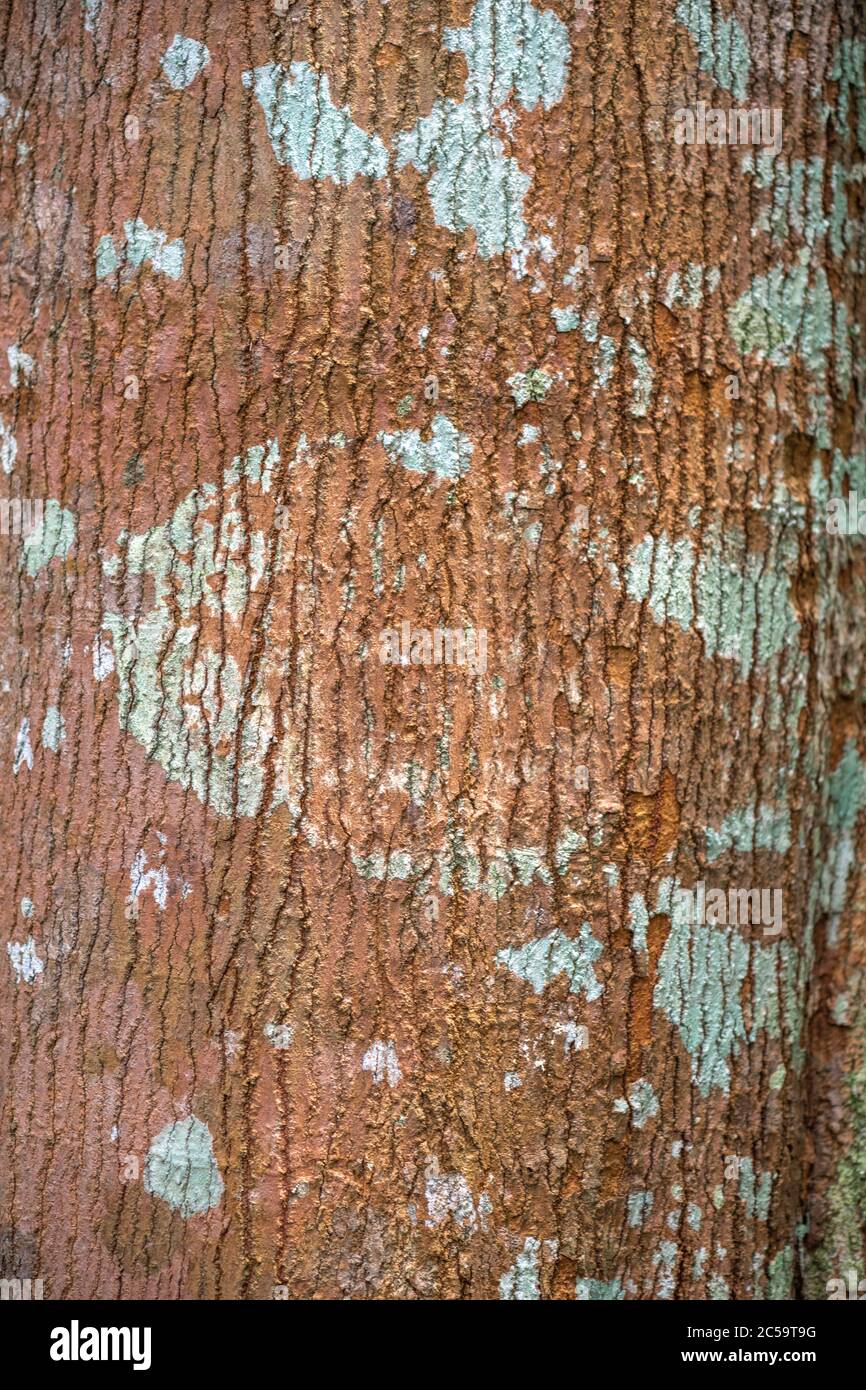 Bark of White Gutta or Nyatoh Putih Tree (Palaquium obovatum) Stock Photo