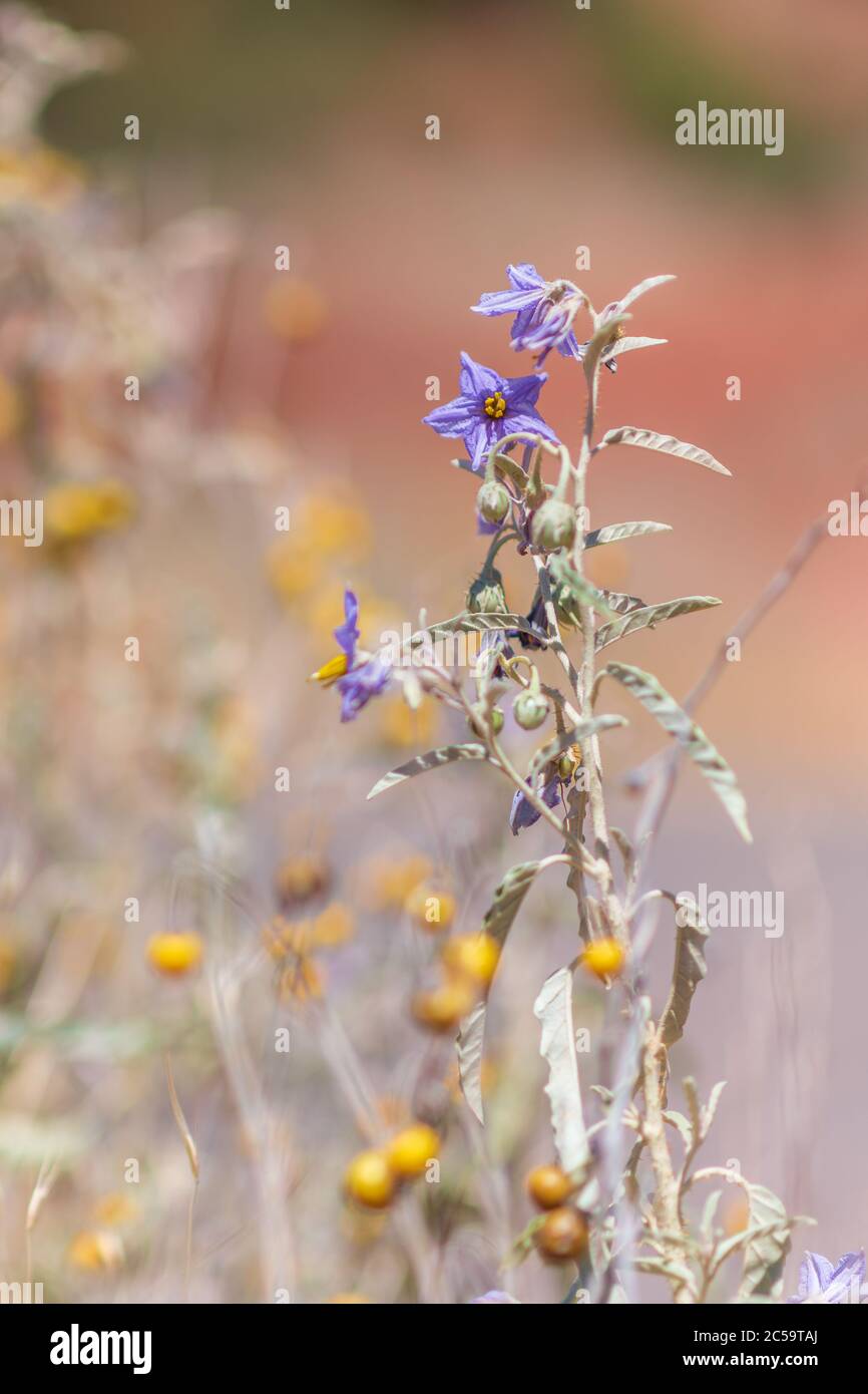 Yellow Nightshade High Resolution Stock Photography And Images Alamy