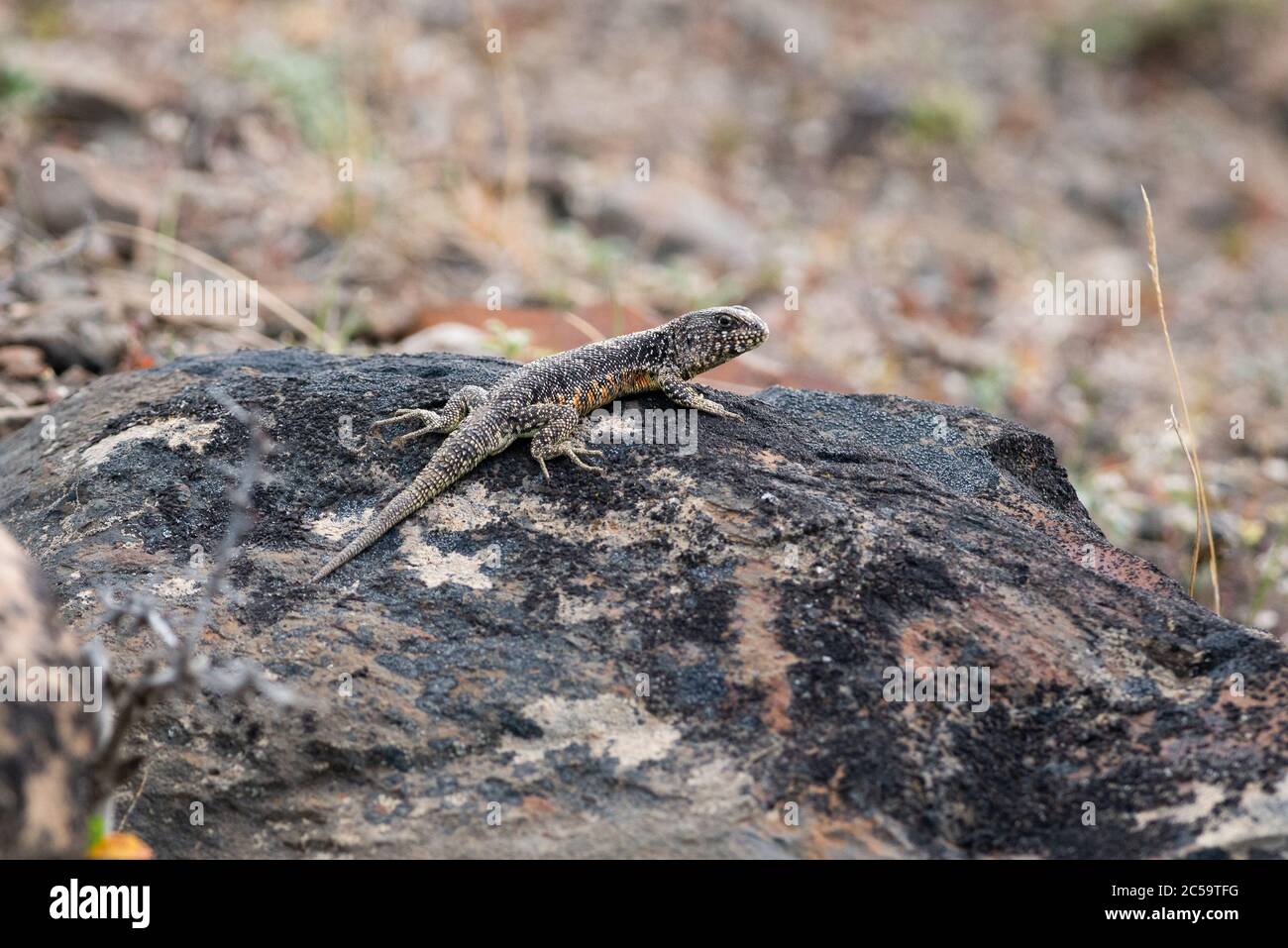 A Liolaemus sarmientoi lizard, the world's southernmost reptile. Photographed in Torres del Painel National Park, Chile Stock Photo