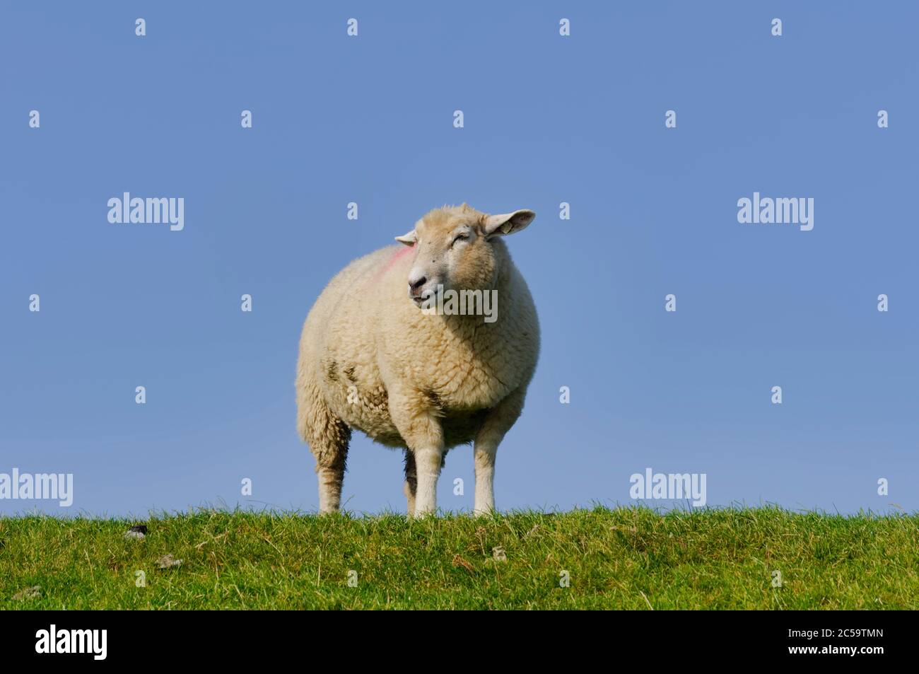 Sheep (Texel sheep) on a dike near Westerhever in North Frisia, Schleswig-Holstein, Germany Stock Photo