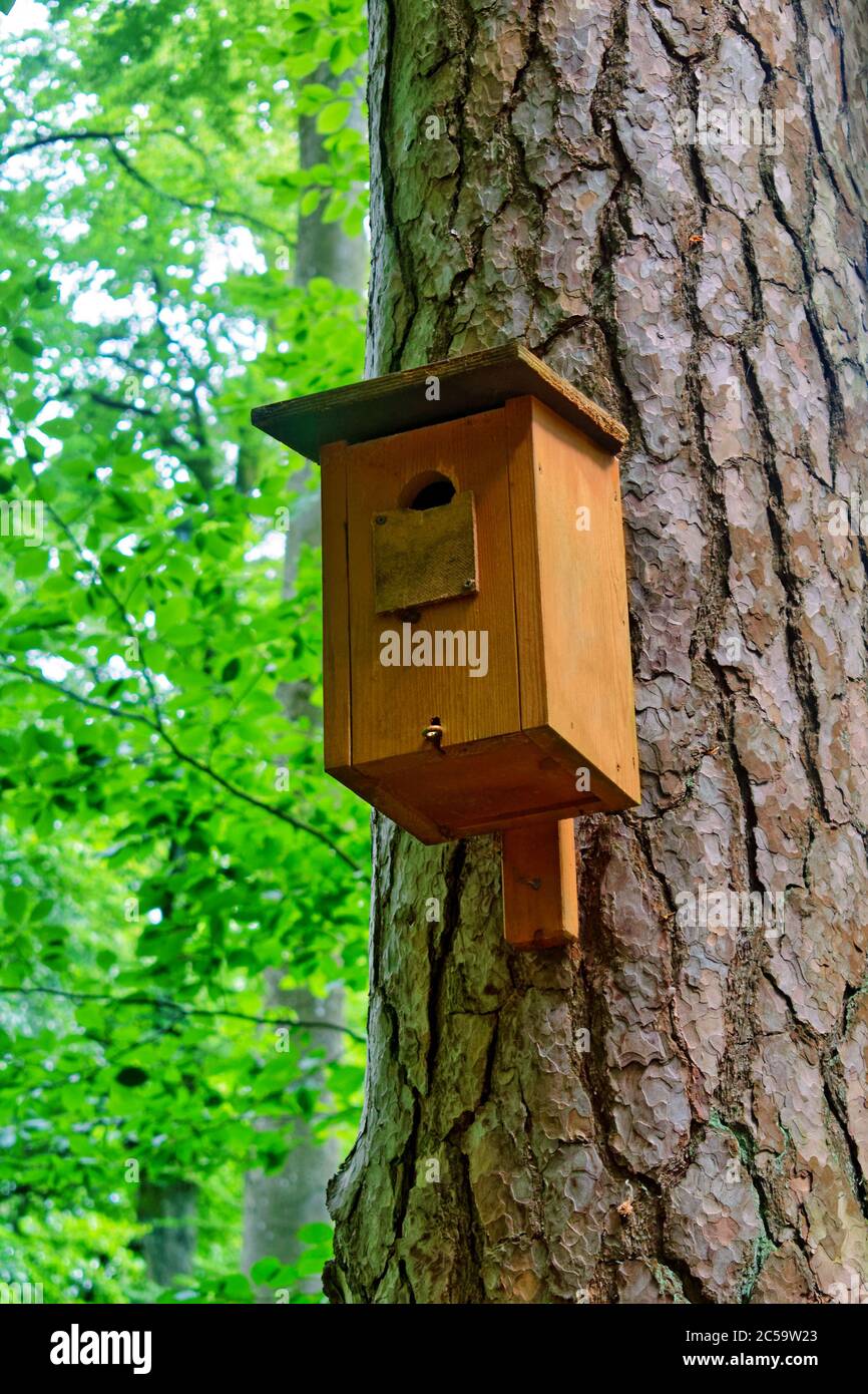 Wooden bird house (nestbox) on a tree Stock Photo