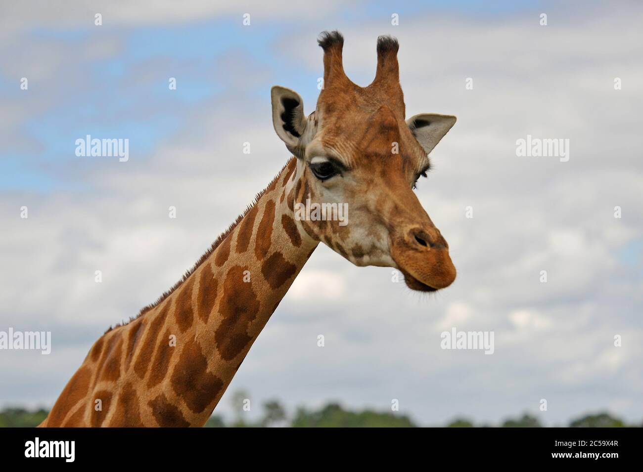 Giraffe at nature park Mervent France Stock Photo