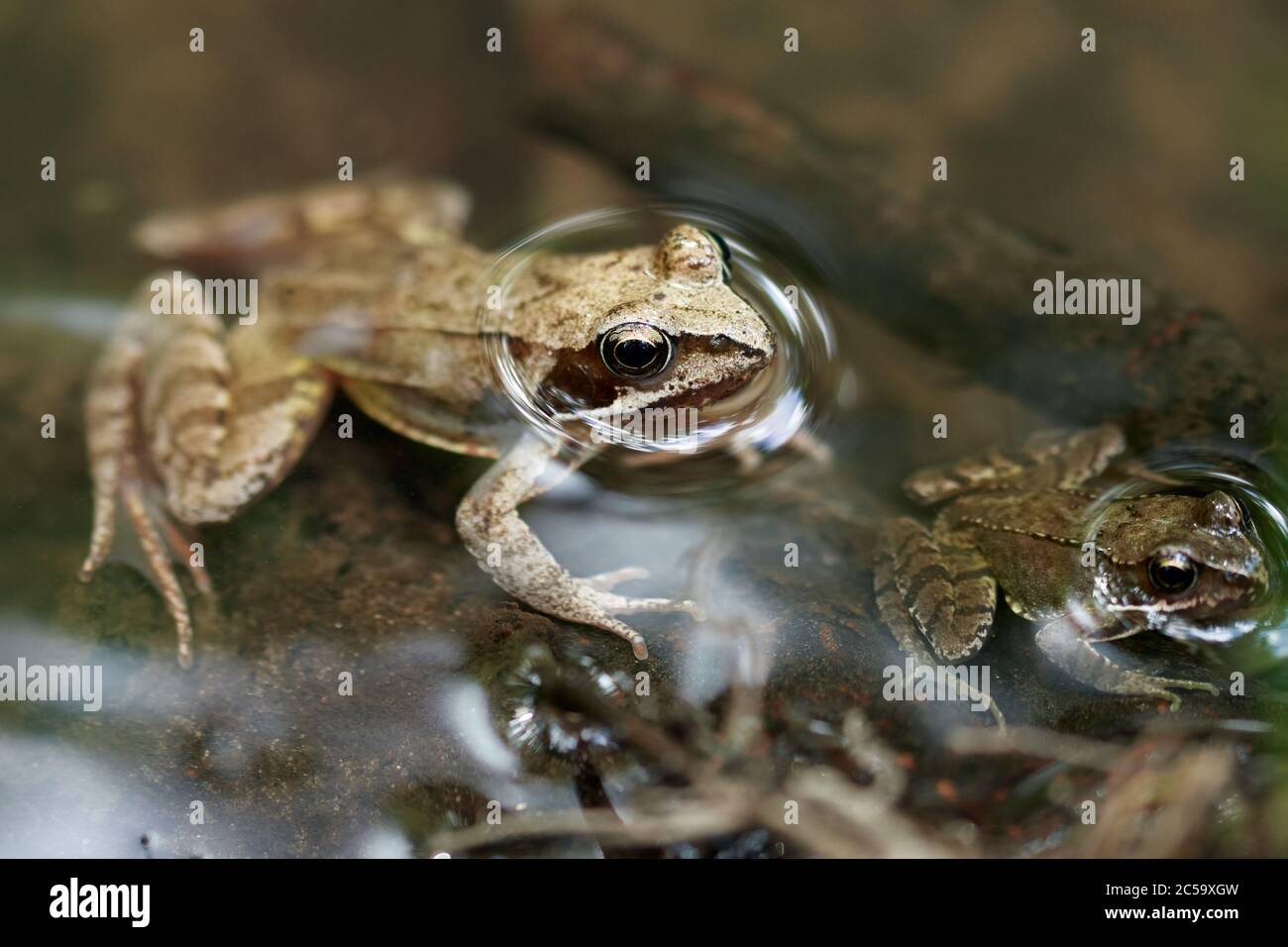 Common frog or European grass frog (Rana temporaria) in a stream with offspring sticking their heads out of the water Stock Photo