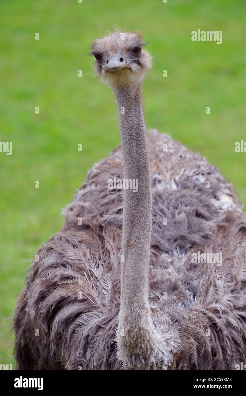 Ostrich closeup shot Stock Photo