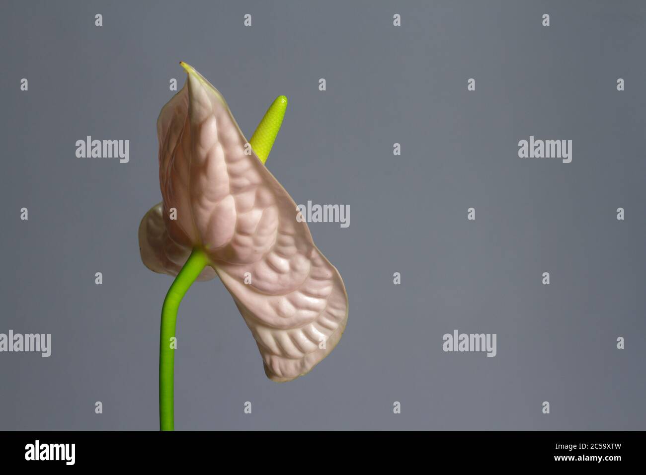 Beautiful pink blossoming single Anthurium flower on gray background, close-up view Stock Photo
