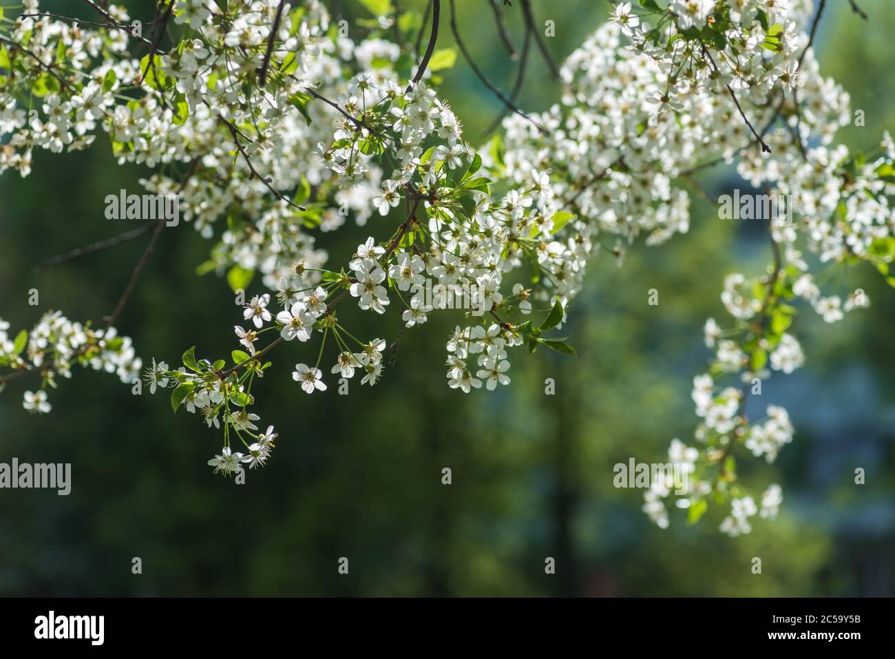 Spring blossoms apple tree in sunny day Stock Photo