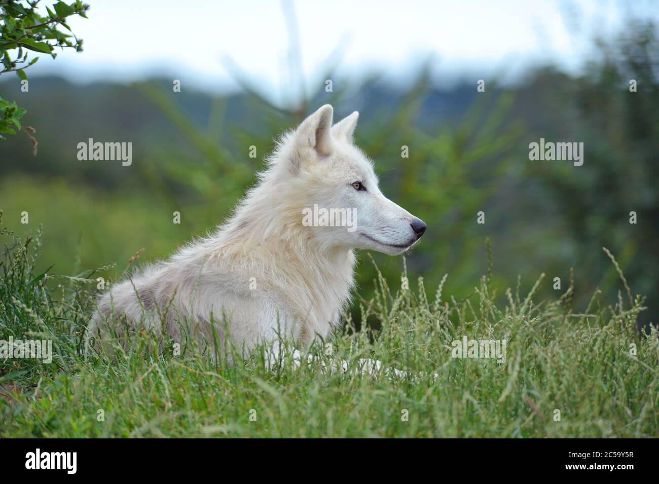 White wolf Stock Photo