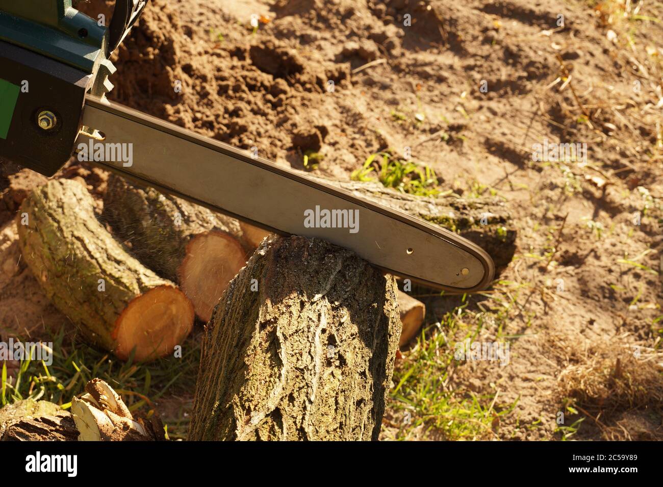 Preparation of fuel for the winter. Cutting acacia tree trunks using an