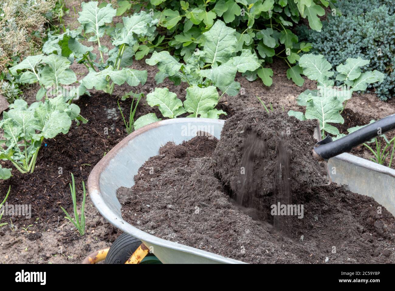 Fertilizing broccoli plants. A gardener mixes humusrich compost soil