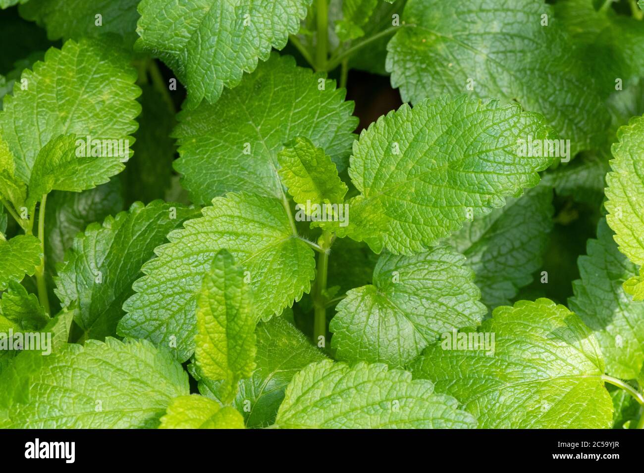 Lemon balm (Melissa officinalis) Stock Photo