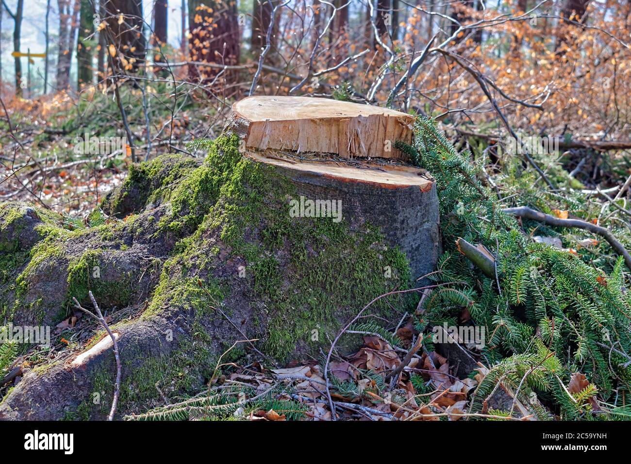 Large tree stump covered with moss in a forest Stock Photo