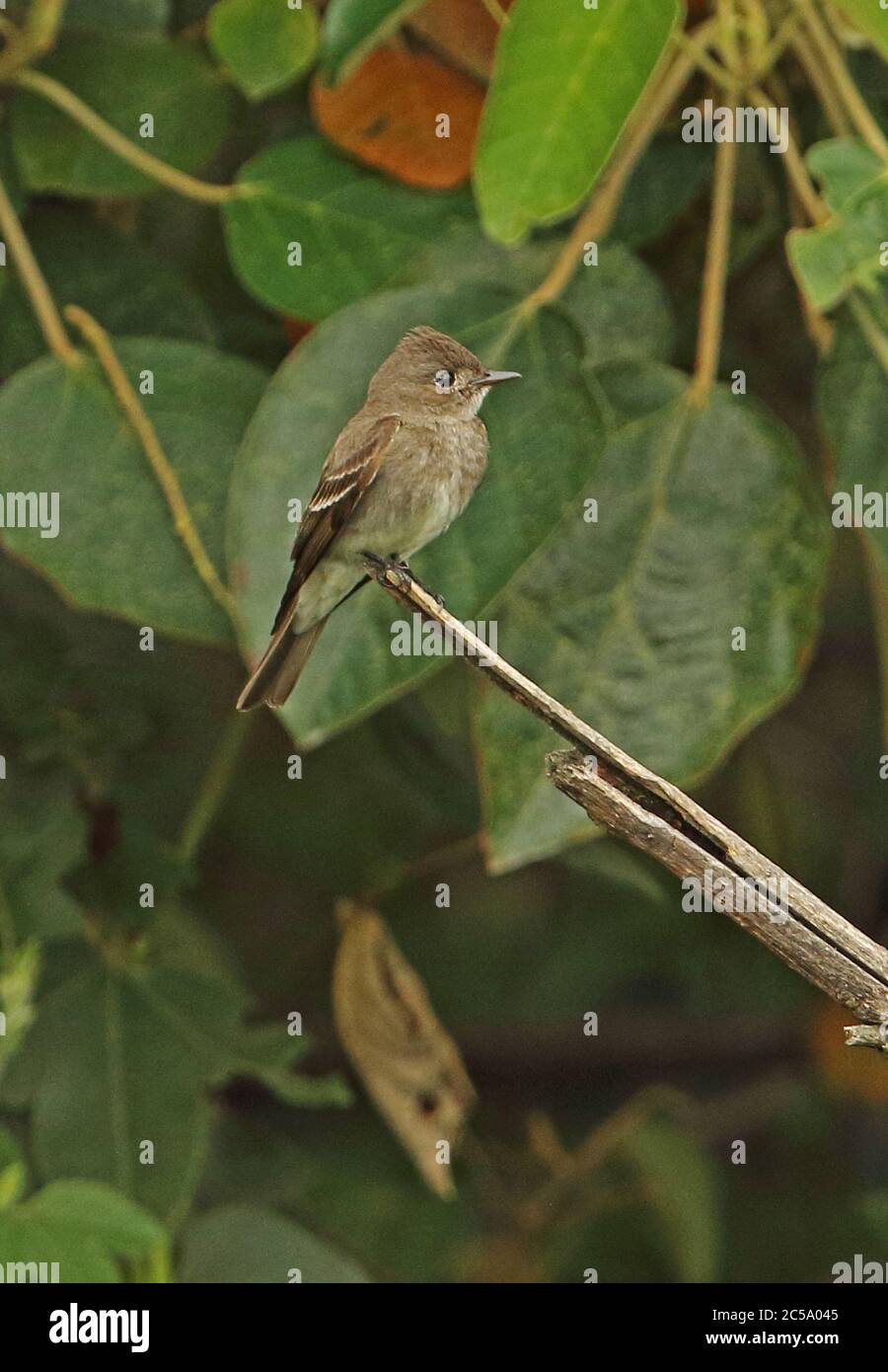 Eastern Wood-pewee (Contopus virens)  adult perched on dead branch  Bogota, Colombia         November Stock Photo