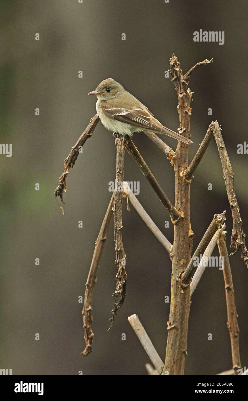 Eastern Wood-pewee (Contopus virens)  adult perched on dead vegetation  Bogota, Colombia         November Stock Photo