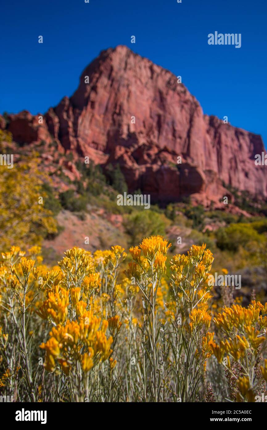 Utah desert flowers hires stock photography and images Alamy