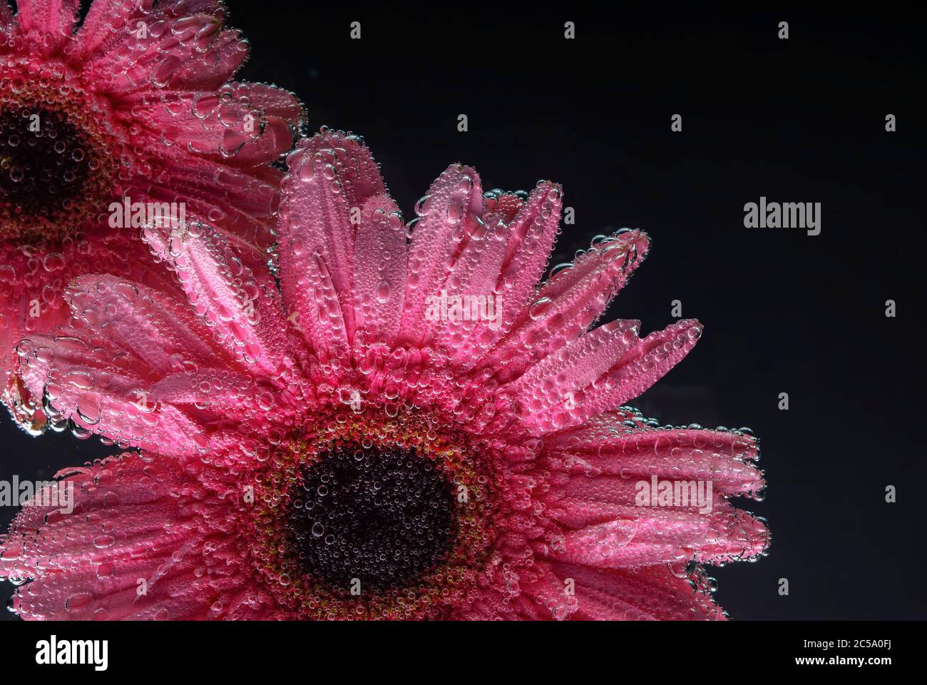 pink gerbera flowers, with air bubbles on the petals, under water, on a multi-colored background. March 8 concept. International Women's Day Stock Photo
