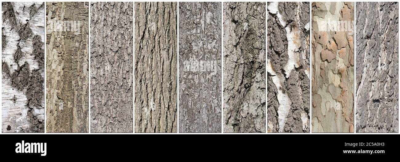 Different tree barks in a collage Stock Photo