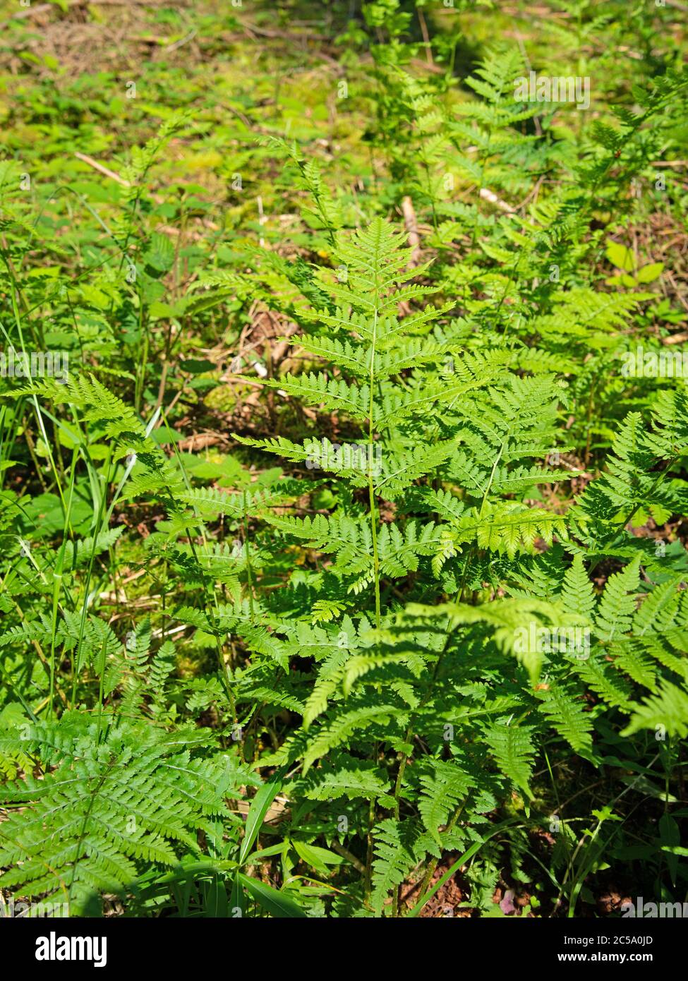 Frond from forest fern in summer in the forest Stock Photo