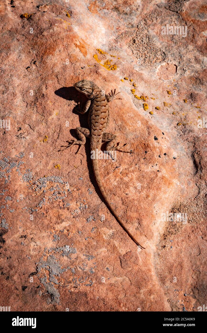 Eastern Fence Lizard sunning himself on the Utah desert floor inside Canyonlands National Park Stock Photo
