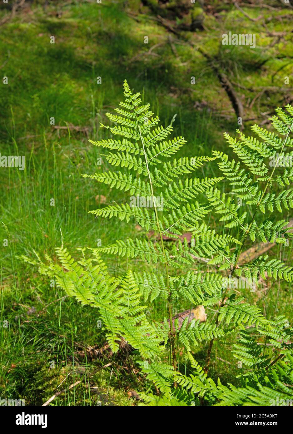 Frond from forest fern in summer in the forest Stock Photo