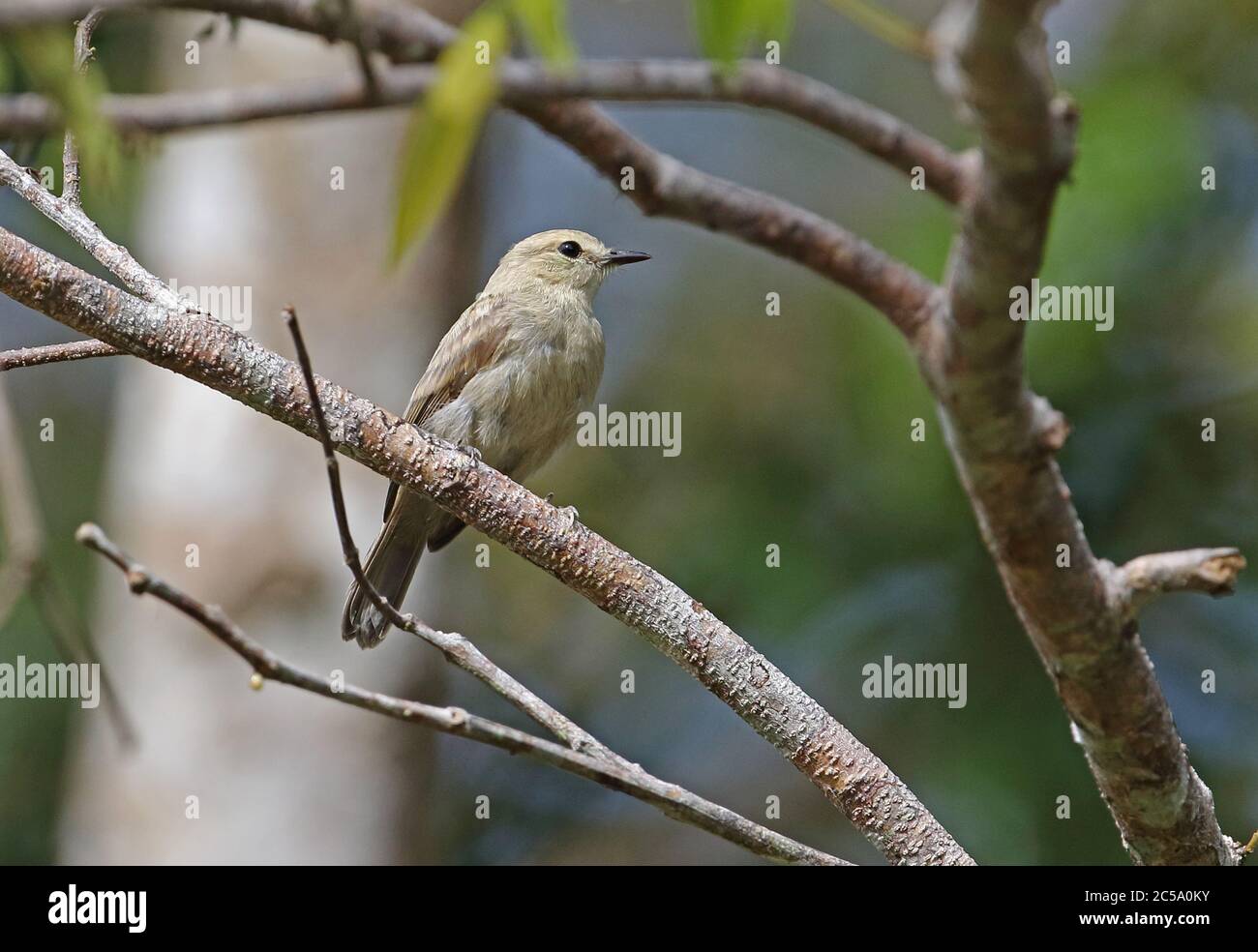 Drab Water-tyrant (Ochthornis littoralis) adult perched on branch  San Jose del Guaviare, Colombia         November Stock Photo