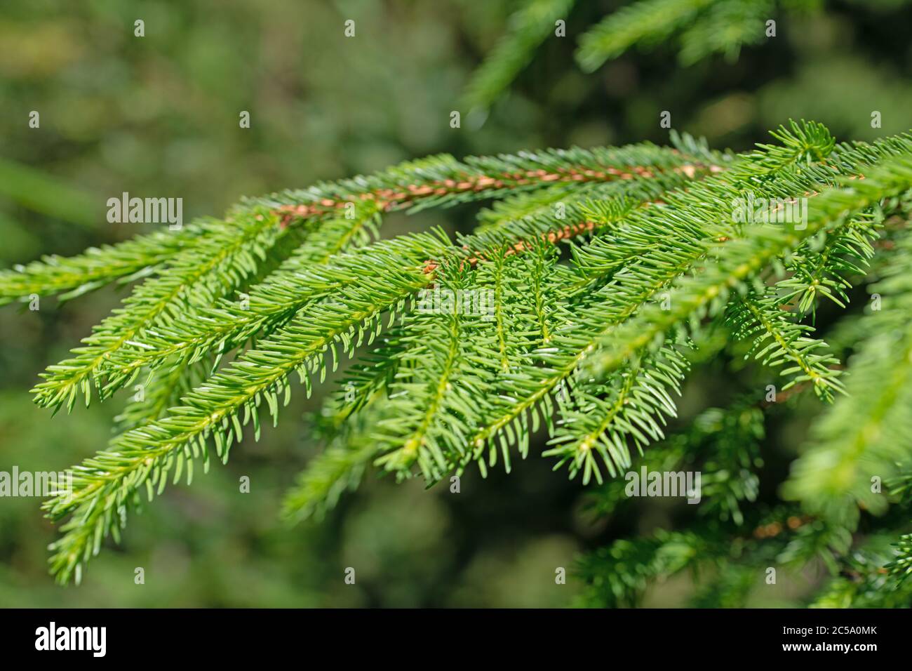 Spruce branches in a close-up Stock Photo