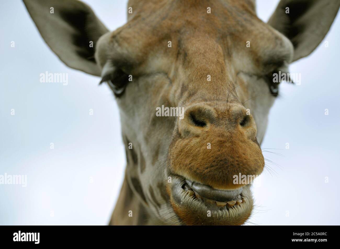 Head closeup of Giraffe Stock Photo
