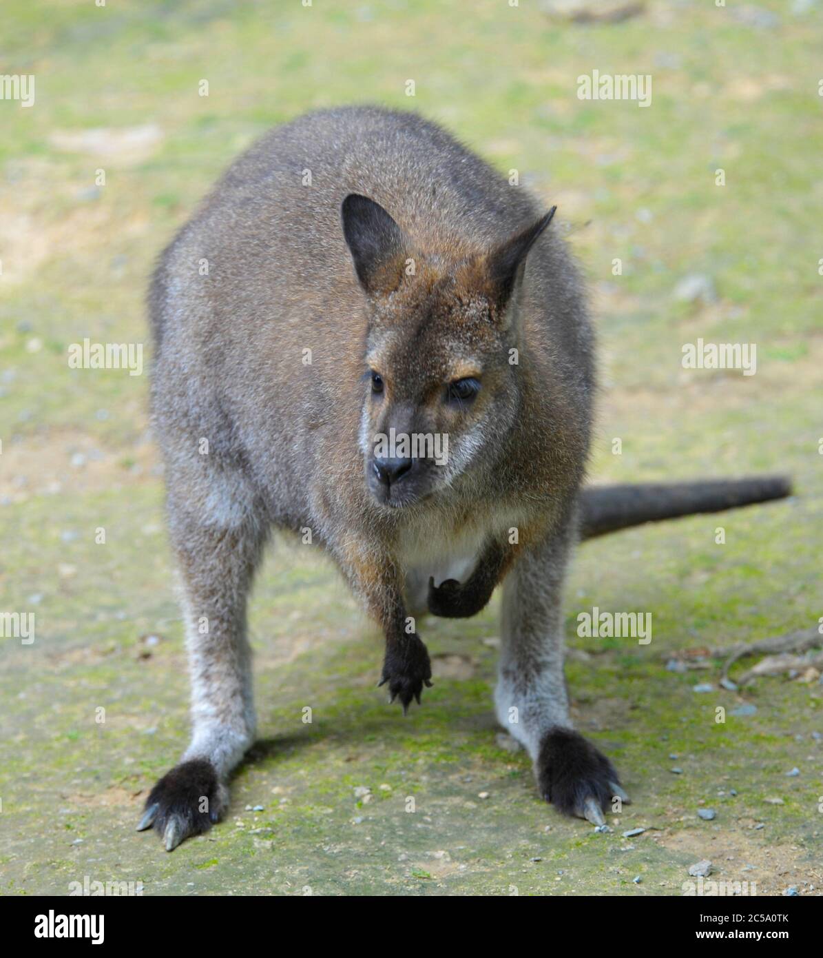 Young Wallaby Stock Photo