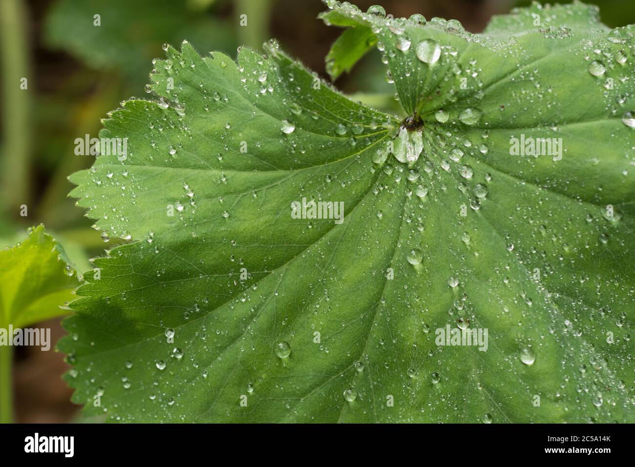 Fine hydrophile leaf hairs covering ladys Mantel make water droplets cling to them after rain due to hydrophobic properties Stock Photo