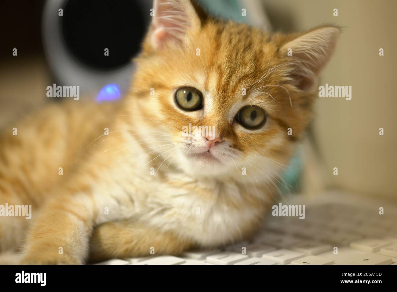 Kitten. Portrait of kitten. Cute red kitten. Kitten is lying on the computer keyboard Stock Photo