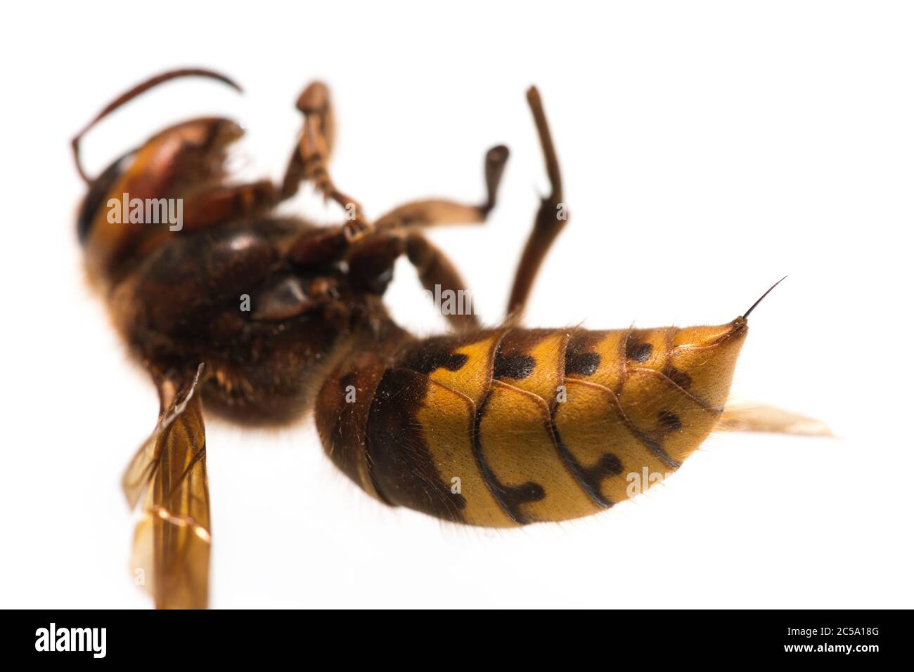 Unlike its cousin the wasp, the European Hornet, Vespa crabro, has a much longer and nastier sting like small hypodermic needle with anticholinergics Stock Photo