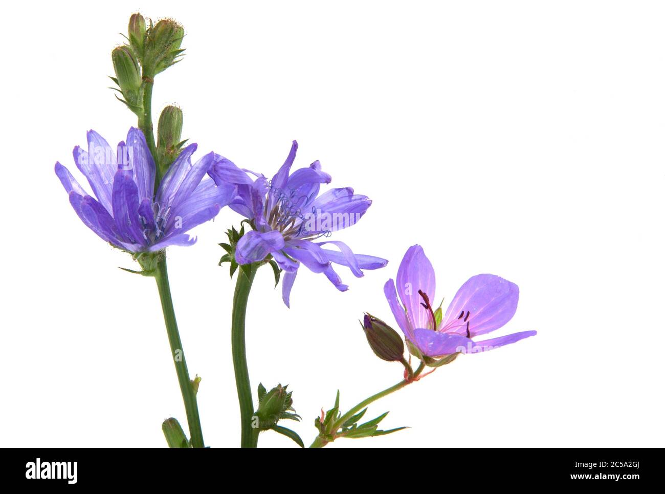 Delicate wildflowers on a white background Stock Photo Alamy