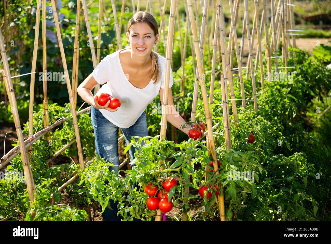 Woman farmer harvest of ripe tomatoes in a box Stock Photo - Alamy