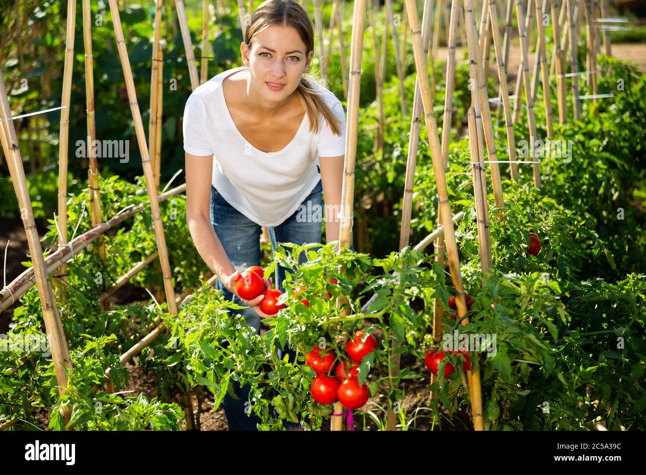 Girl farmer harvesting tomatoes in the garden Stock Photo - Alamy