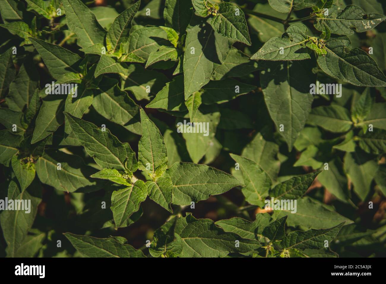 Patterns of green leaves hi-res stock photography and images - Alamy