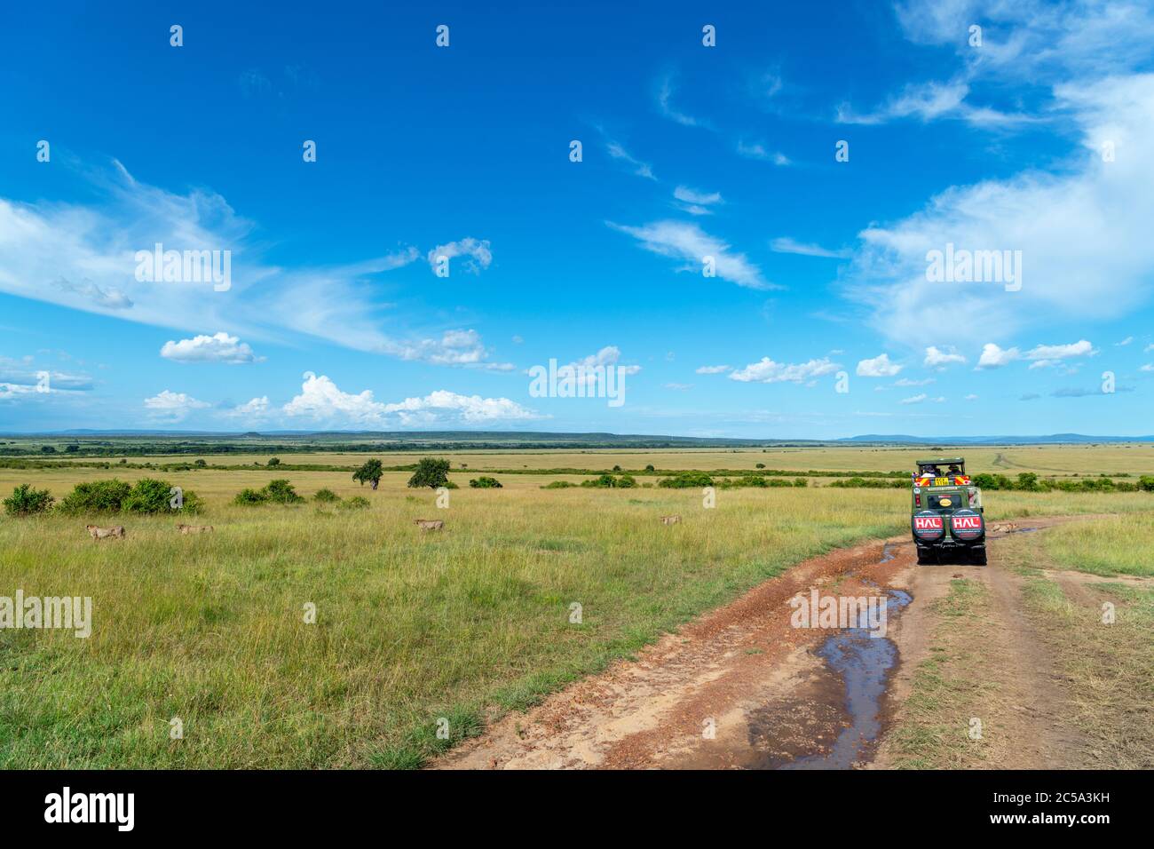 Cheetah (Acinonyx jubatus). Tourists in a safari vehicle on a game drive watching a group of cheetahs, Masai Mara National Reserve, Kenya, Africa Stock Photo