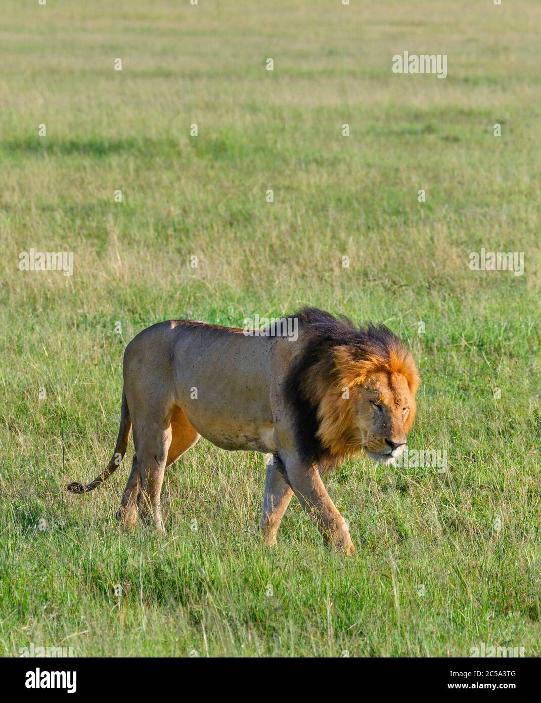 Lion (Panthera leo). Lion walking across open grassland, Masai Mara National Reserve, Kenya, Africa Stock Photo