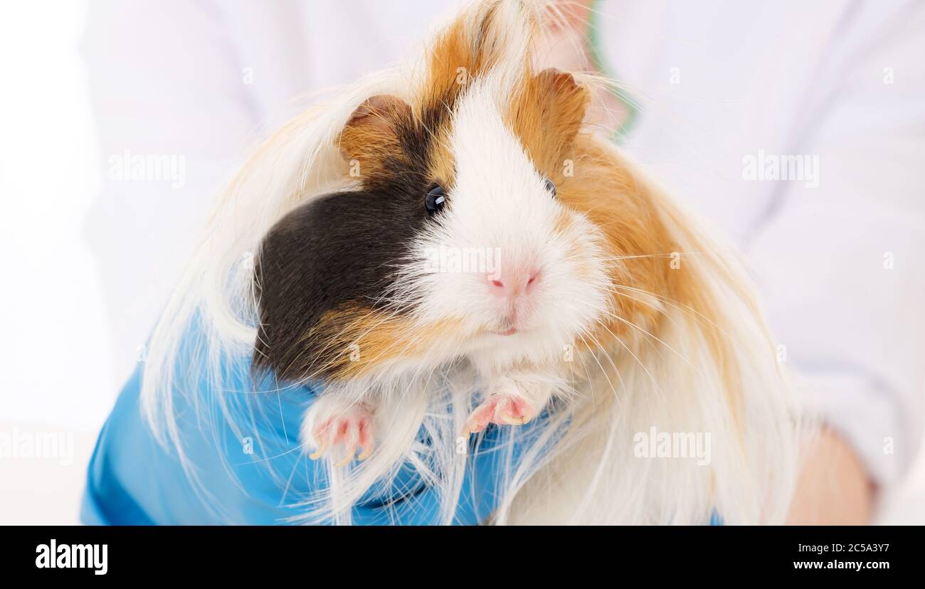 Hairy peruvian guinea pig in great veterinarian clinic close up