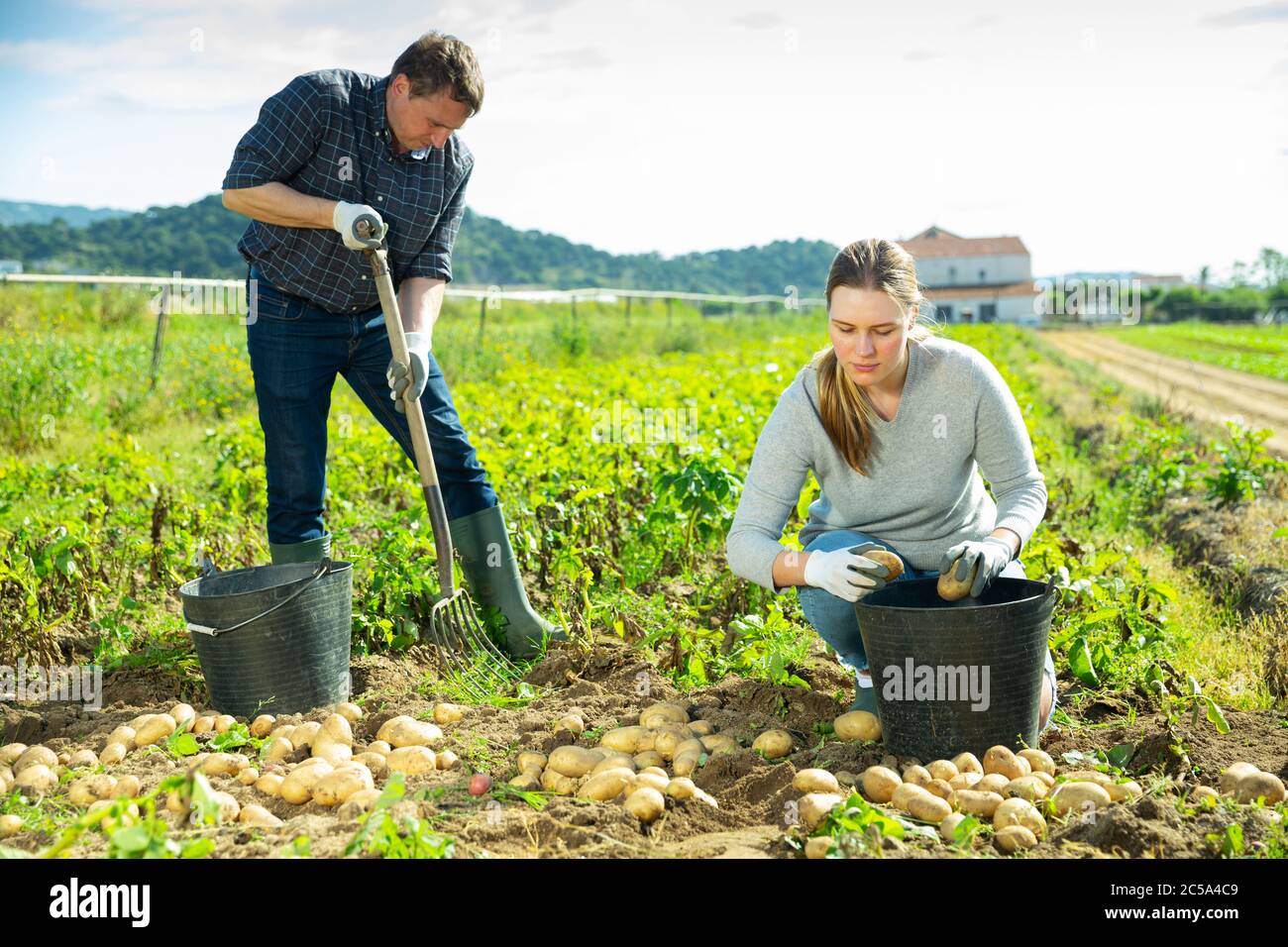 Man is dripping potatoes by shovel in garden outdoor, woman picking ...