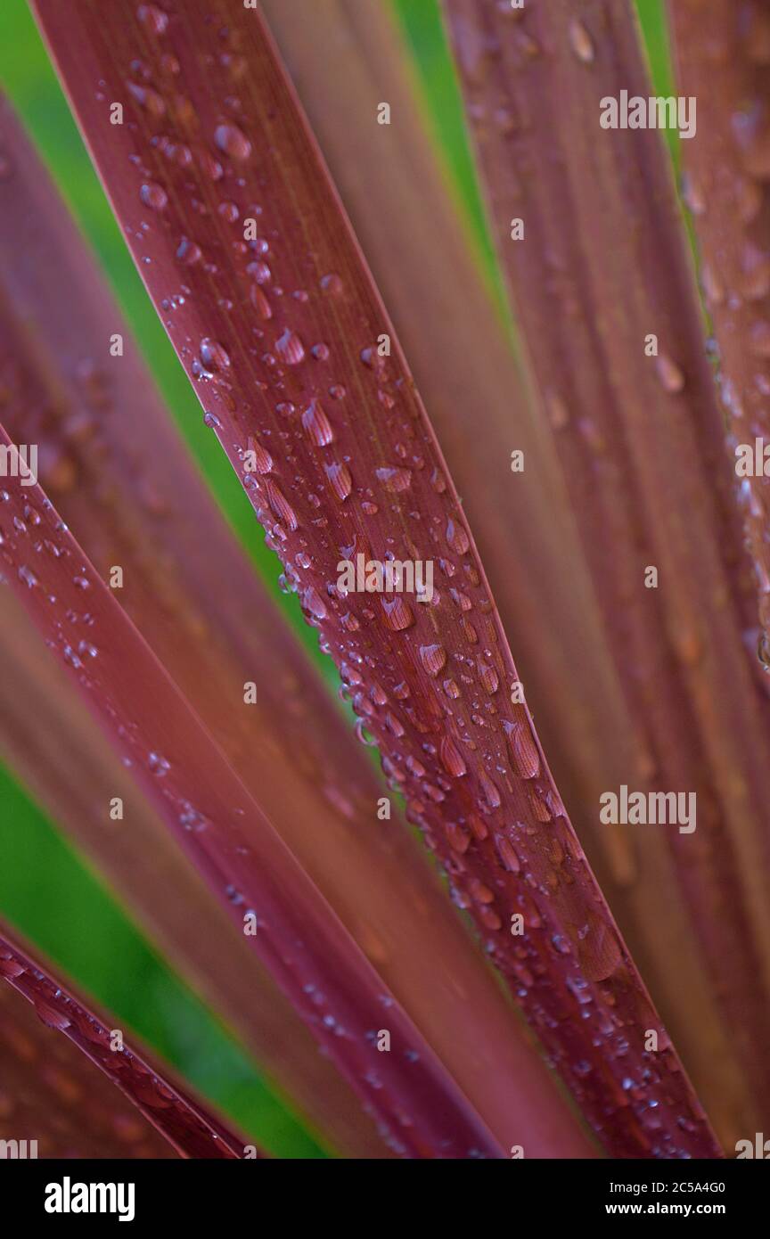 Palm Leaves in the rain Stock Photo