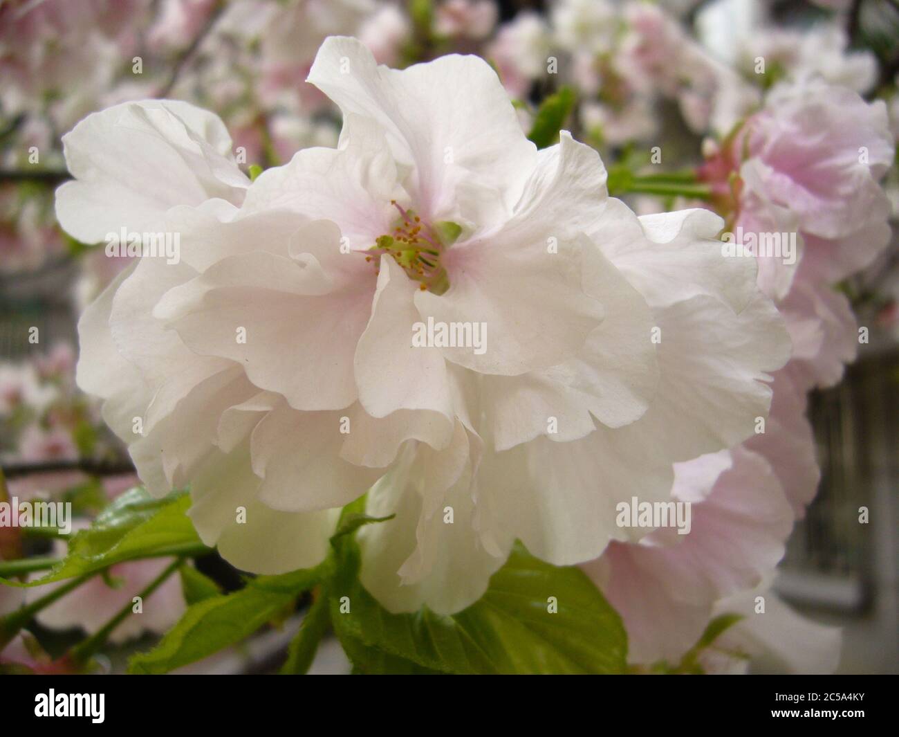 Closeup shot of a beautiful cherry blossom tree Stock Photo - Alamy