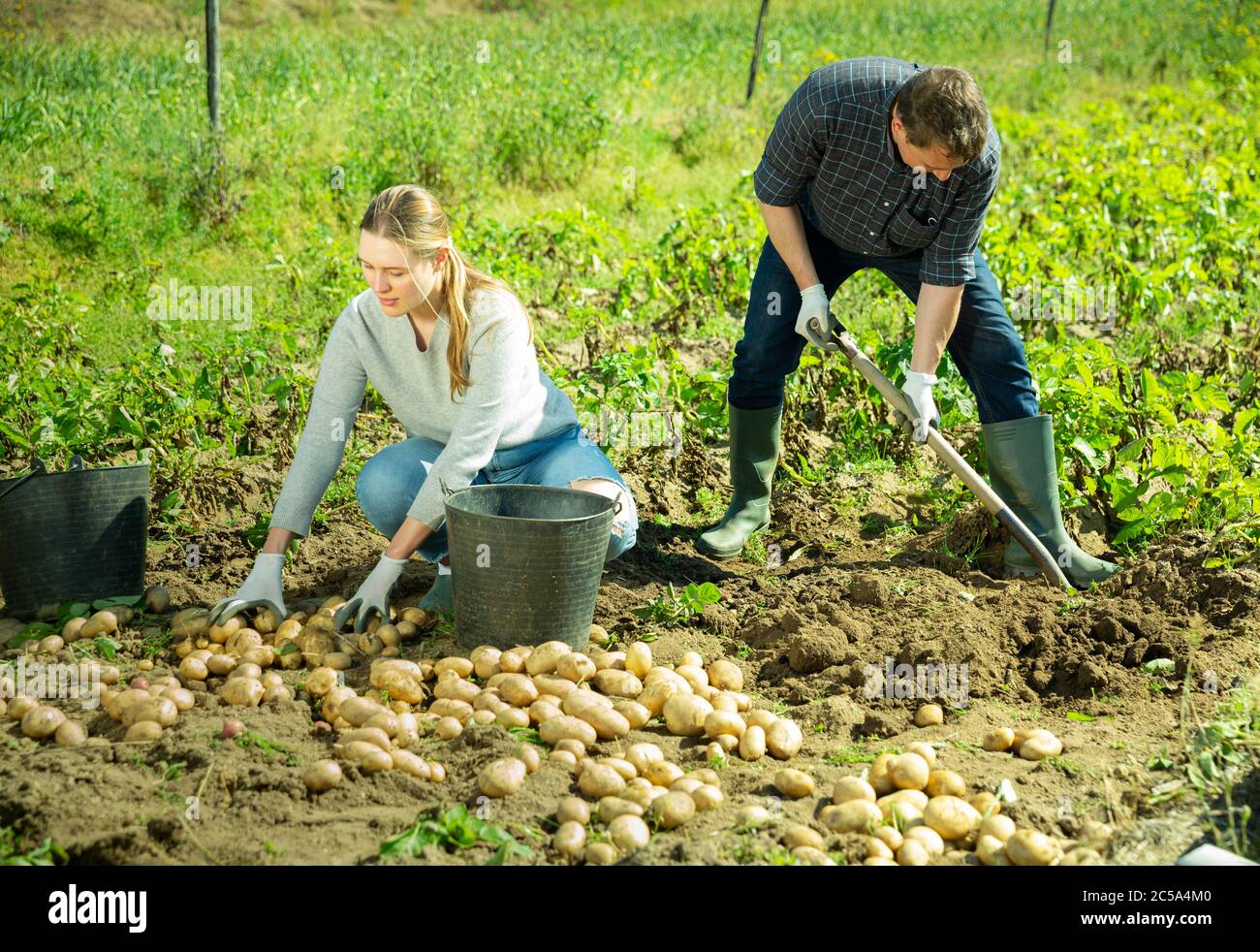 Man is dripping potatoes by shovel in garden outdoor, woman picking ...