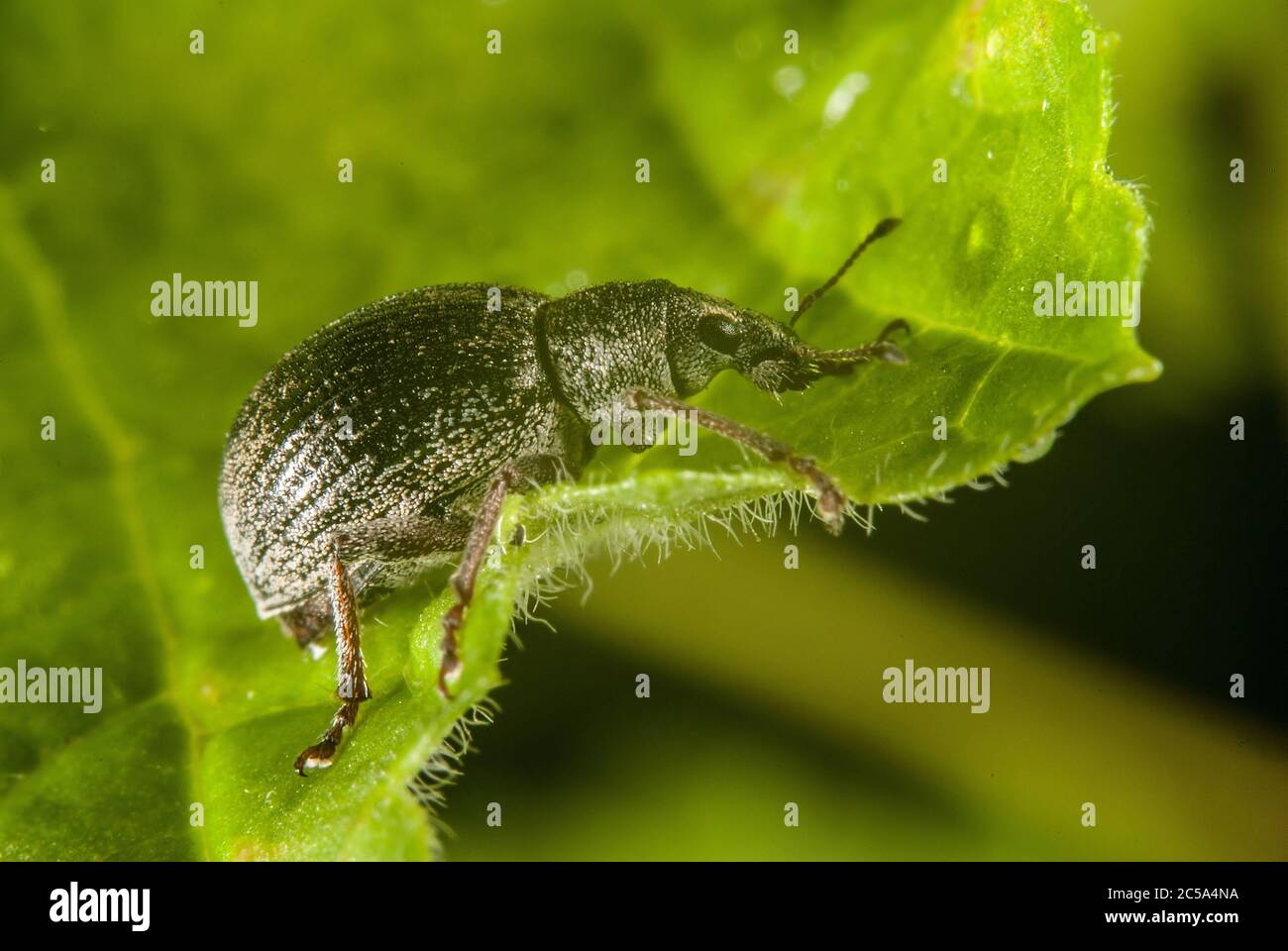 The apple blossom weevil () Stock Photo