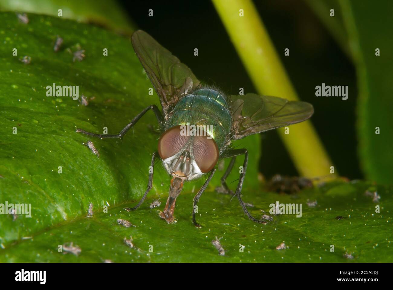 The Oriental latrine fly (Chrysomya megacephala Stock Photo Alamy