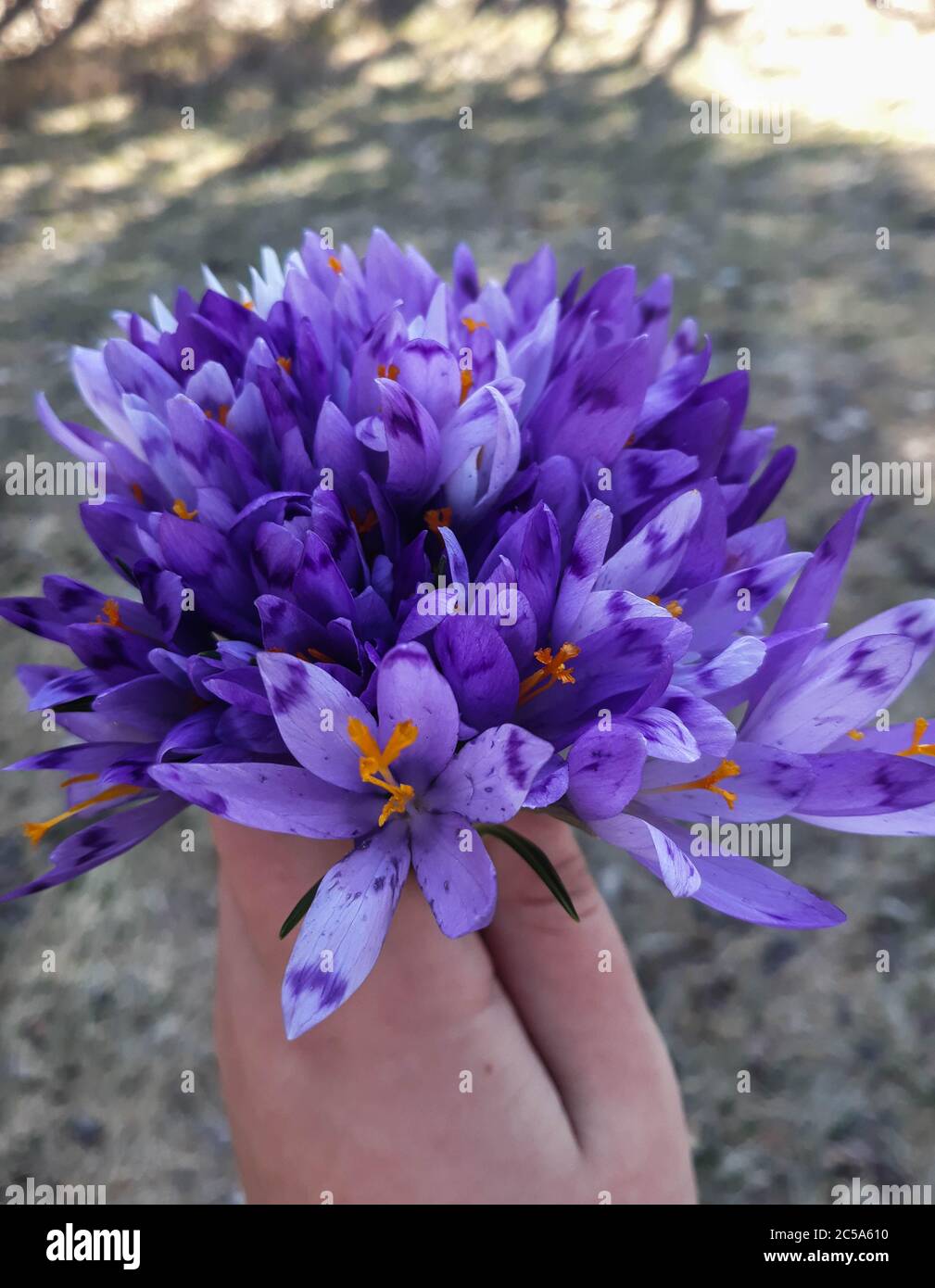 bouquet of purple wild violets in hand on a blurred background Stock Photo