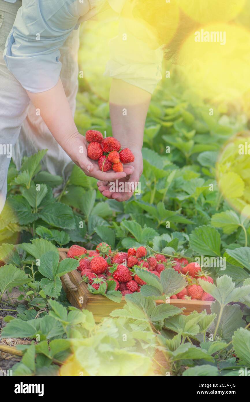 Strawberry harvest concept. Hand rips strawberries from the bush ...