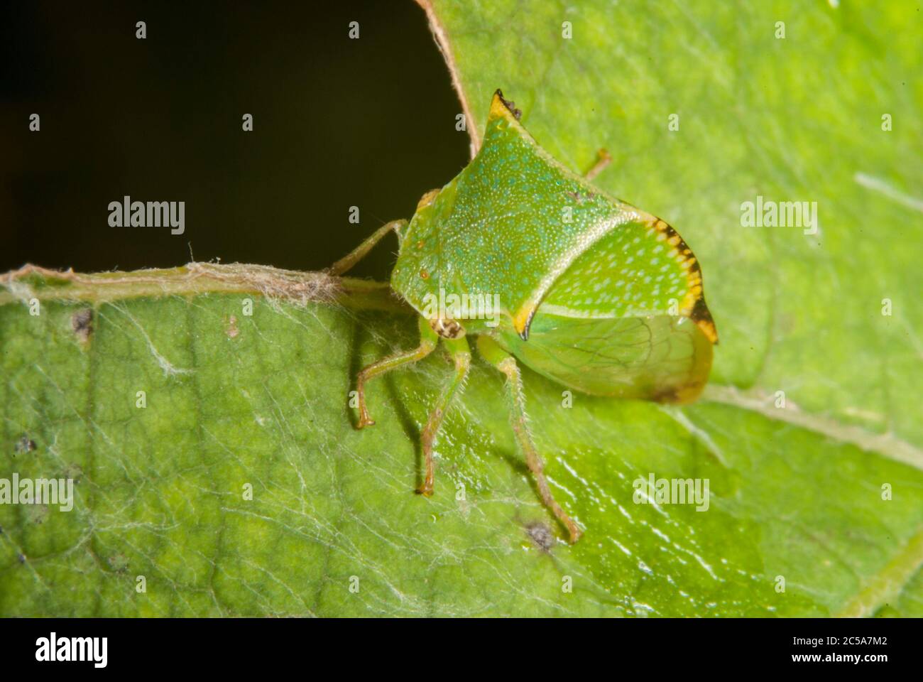 The buffalo treehopper (Stictocephala bisonia Stock Photo - Alamy