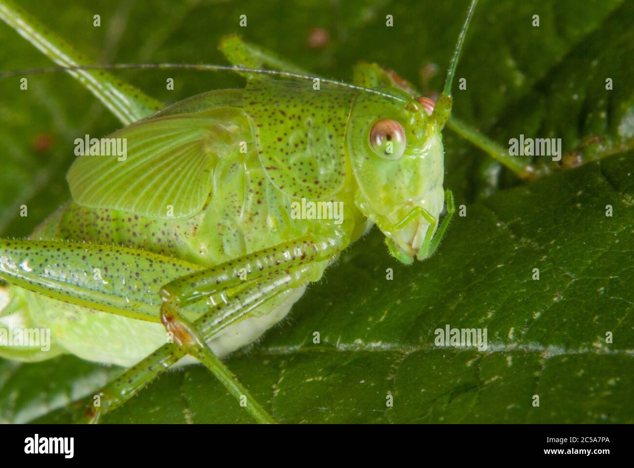 The Bush cricket Stock Photo - Alamy