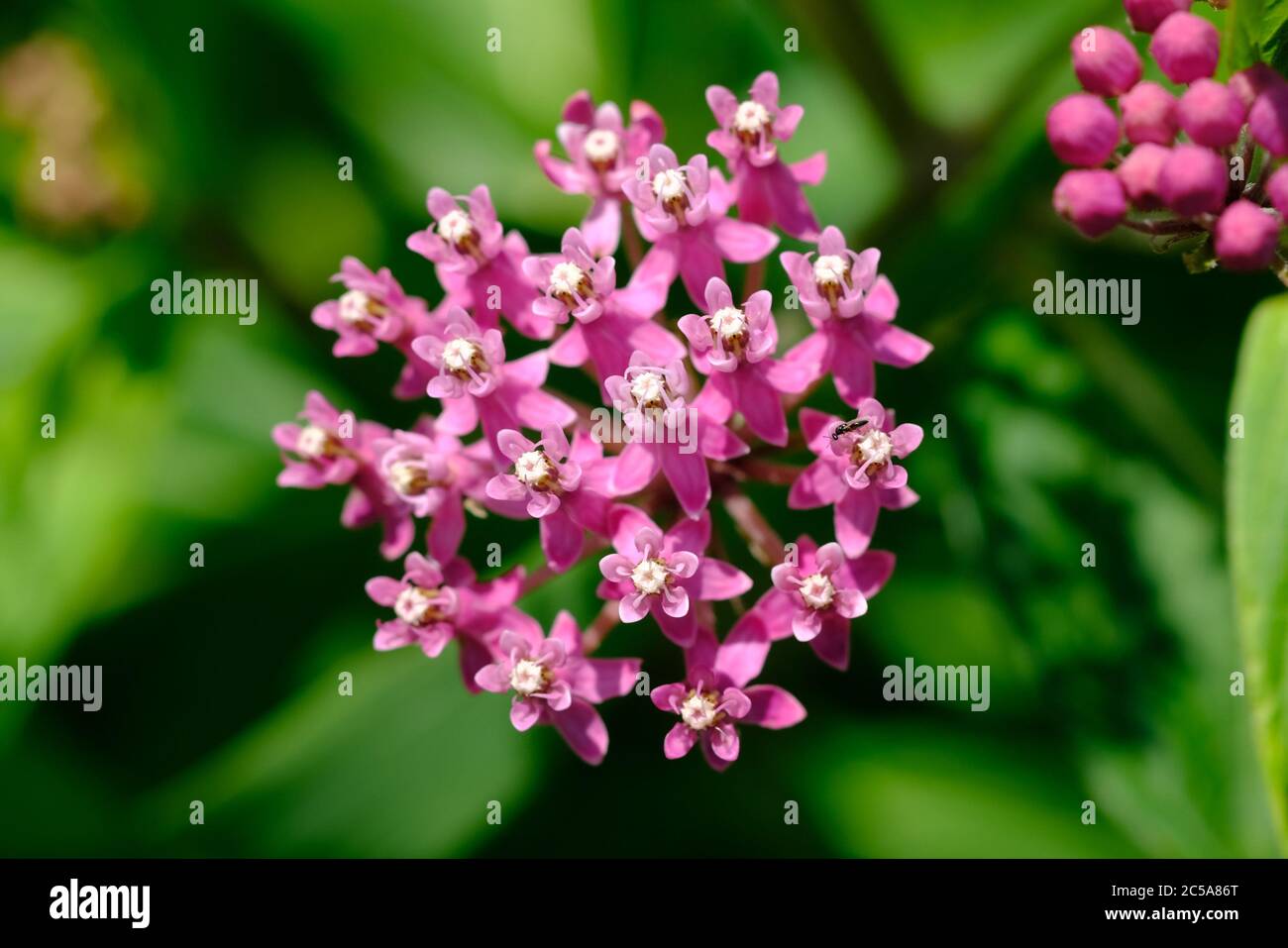 Delicate pink flowers and buds of the swamp milkweed (Asclepias incarnata) growing near a pond in Ottawa, Ontario, Canada. Stock Photo