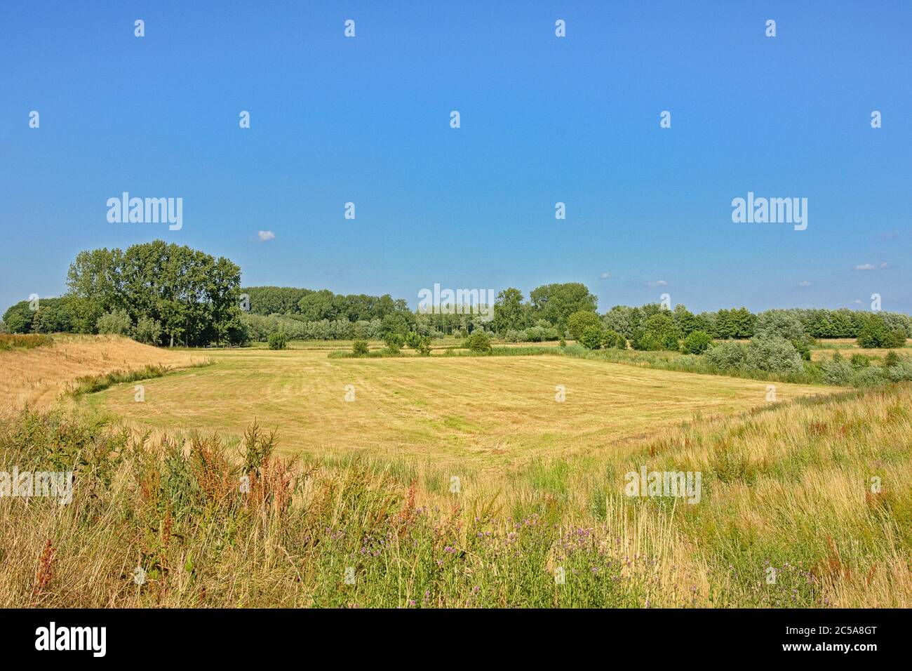 Sunny meadow with trees under a clear blue sky in Kalkense Meersen ...